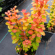 Berberys thunberga Neon Gold (P9)