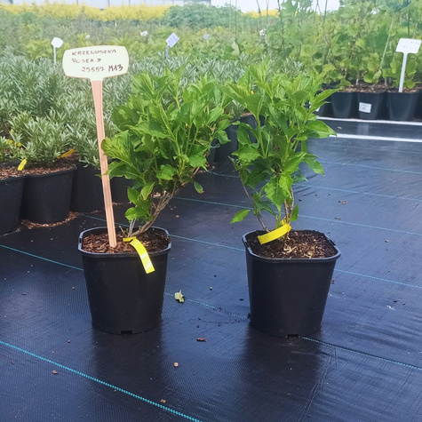 Krzewuszka cudowna Rosea (C2)