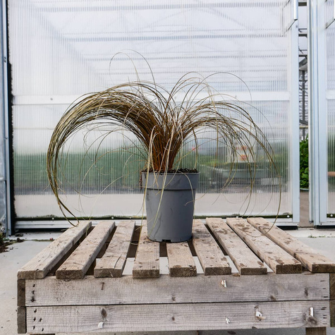 Turzyca włosista Bronco