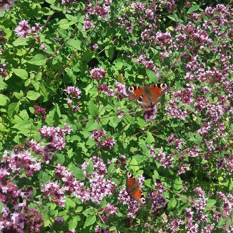 Lebiodka pospolita Oregano (C2)