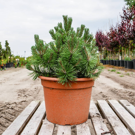 Sosna górska kosodrzewina Mugo Mops