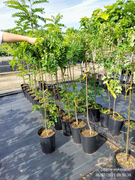 Robinia akacjowa Twisty Baby Pa200 szczepiona na pniu