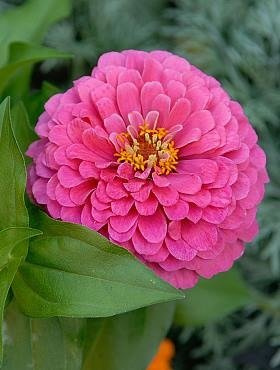 Cynia wytworna daliowa różowa 1g