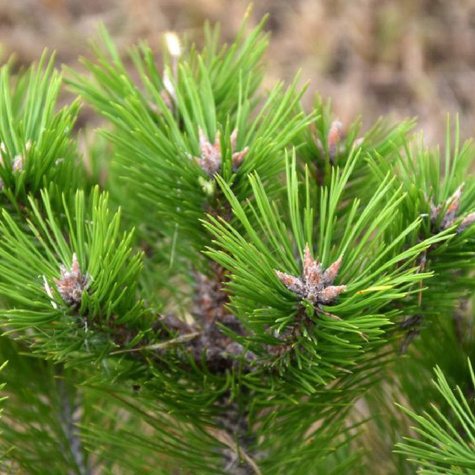 Sosna gęstokwiatowa (P9)