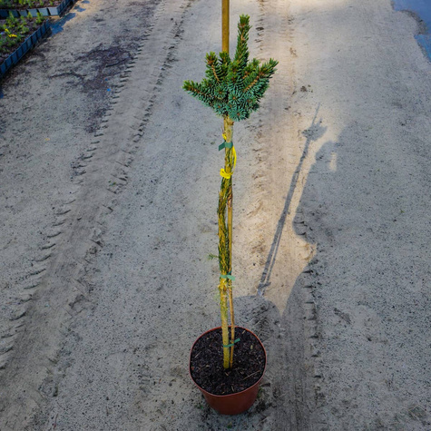 Świerk biały Cecilia szczepiony Pa80cm