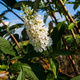 Budleja Dawida White Profusion biała (C2)