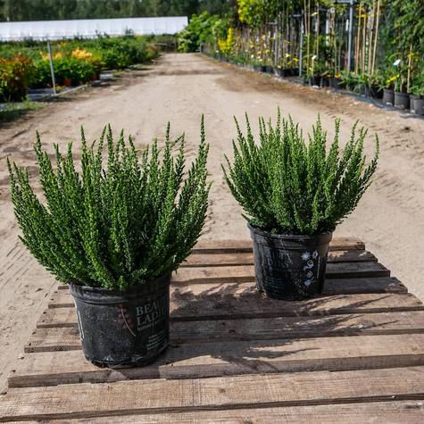 6 x Wrzos pospolity fioletowe kwiaty zielone liście sadzonka