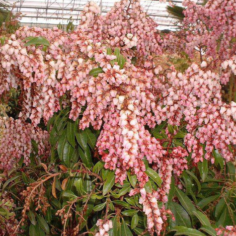 Pieris japoński Valley Rose (C2)