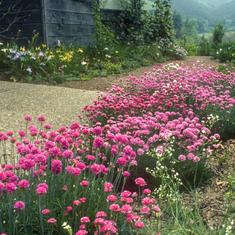 Zawciąg nadmorski Abbey Deep Rose (C2)