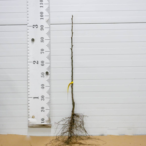 Grusza Gigantyczne owoce Plant Pack