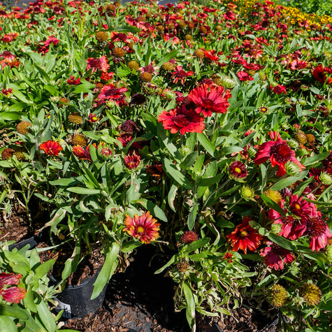 Gailardia oścista Dzianwa Mesa Red (C2)