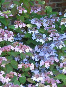 Hortensja piłkowana Blue Deckle (C2)