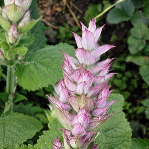 Szałwia muszkatołowa 1g