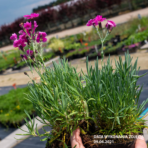 Goździk Siny Amarant (C2)