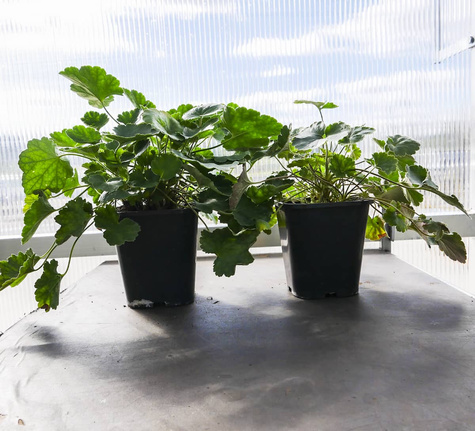 Żurawka krwista Leuchtkäfer (C2)