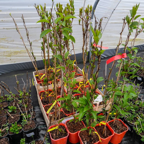 Mini Kiwi Aktinidia Ostrolistna Ken's Red Żeńska Czerwona - C2