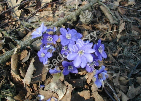 Przylaszczka pospolita (C2)