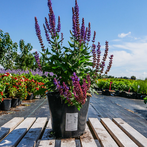 Szałwia omszona Ostfriesland