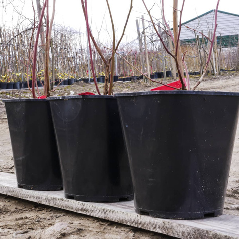 Borówka amerykańska Jersey średnio wczesna (C2)