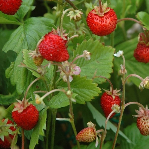 Poziomka Rujana 0,3g