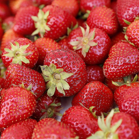 Truskawka Korona średnio wczesna FRIGO