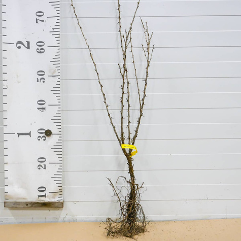 Agrest czerwony Rokula Plant Pack