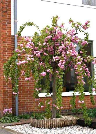 Wiśnia piłkowana Kiku Schidare Zakura pendula