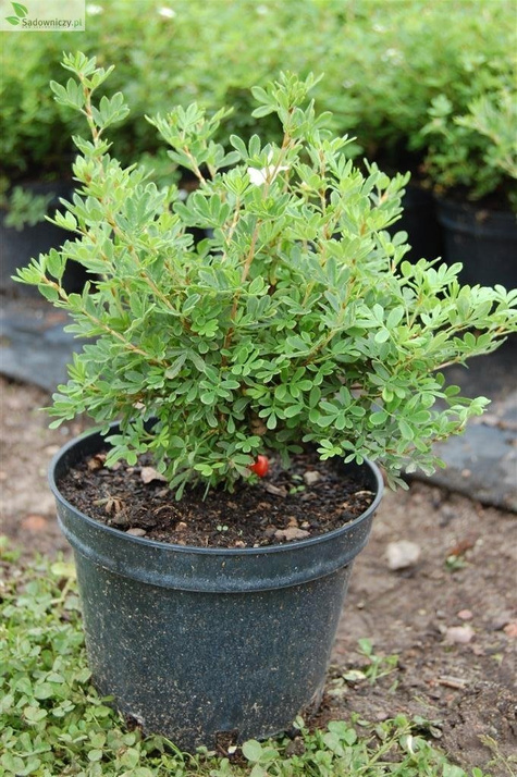 Pięciornik krzewiasty Danny Boy (C2)