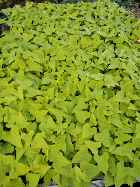 Wilec Impomea limonkowa Pnącze Wilec ziemniaczany Słodki ziemniak Ipomea