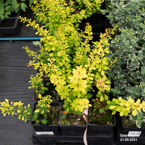 Berberys Thunberga Aurea (C2)