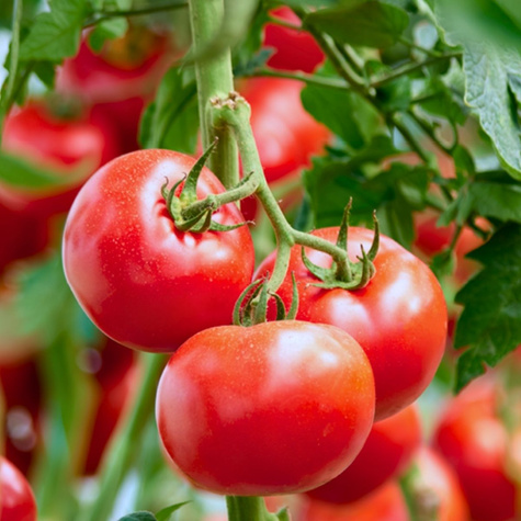 Pomidor gruntowy karłowy Lolek do dłuższego przechowywania 10g