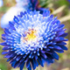 Aster chiński książęcy wysoki niebieski 1g
