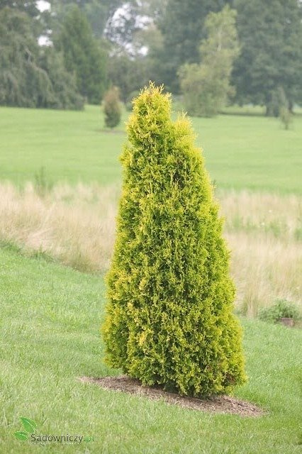 Thuja Tuja Żywotnik zachodni Europe Gold