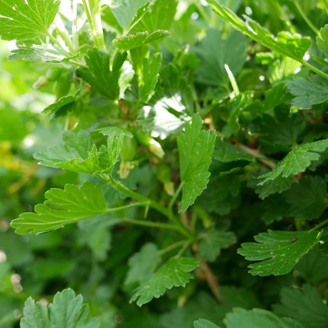 Agrest biały Mucurines na pniu w doniczce
