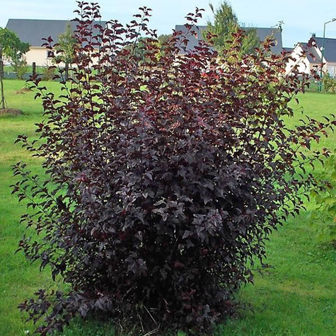 Pęcherznica kalinolistna Diable d'Or Mindia (P9)