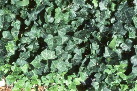 Bluszcz pospolity Hedera Helix