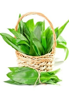 Czosnek niedźwiedzi 0.5g