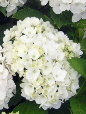 Hortensja ogrodowa ''Soeur Thérèse' (P9)