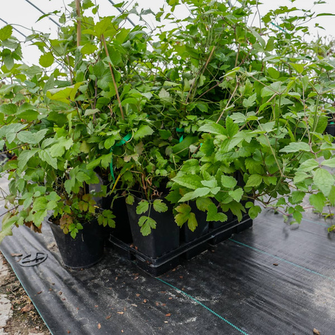 Powojnik Clematis okrywowy Praecox