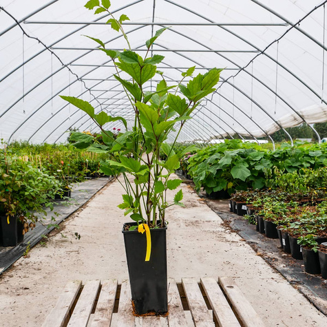 Powojnik Clematis barszczolistny rurkowaty Cassandra (C2)