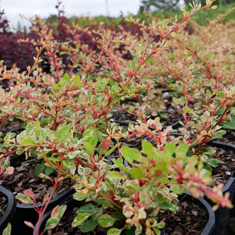 Berberys thunberga Natasha (C1.7)