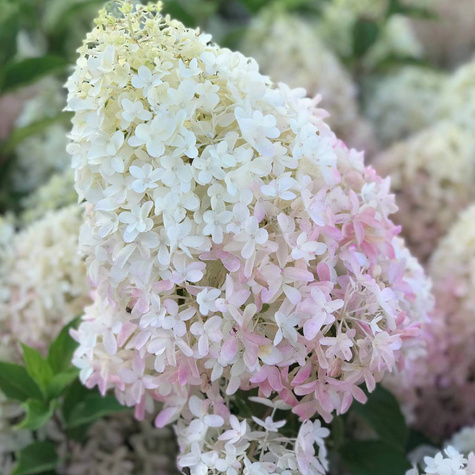 Hortensja bukietowa Living Sugar Rush (C2)