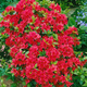 Azalia japońska Geisha Red (C2)