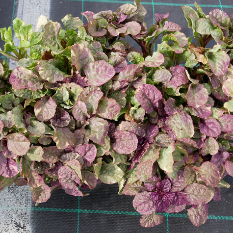 Dąbrówka rozłogowa Sugar Plum