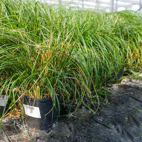 Turzyca piaskowa (C2)