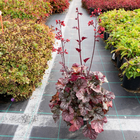 Żurawka ogrodowa Cinnabar Silver (C2)