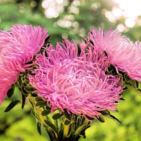 Aster chryzantemowy Beryl różowy 1+0,2g Polan