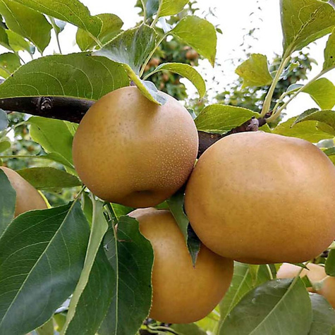 Grusza azjatycka Shinseiki Mrozoodporna Plant Pack