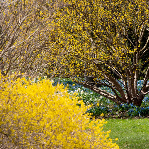 Forsycja pośrednia Fiesta (C2)