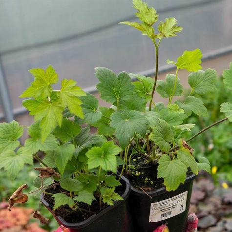 Zawilec japoński Praecox (C2)